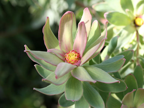 Leucadendron tinctum