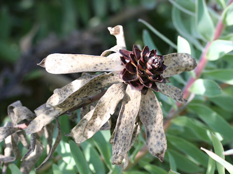 Leucadendron tinctum