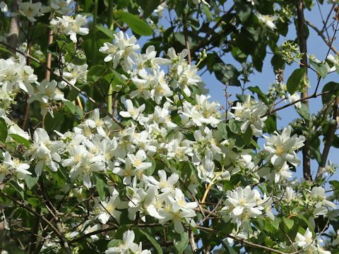 Philadelphus lewisii