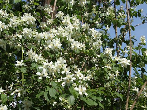 Philadelphus lewisii