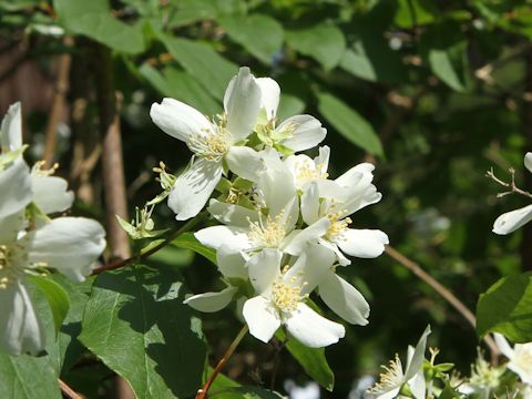 Philadelphus lewisii