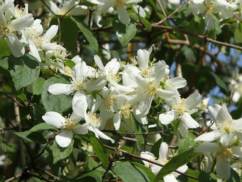 Philadelphus lewisii