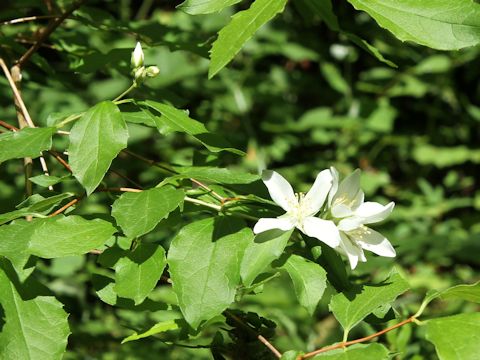 Philadelphus lewisii