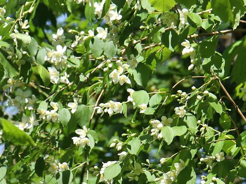 Philadelphus lewisii