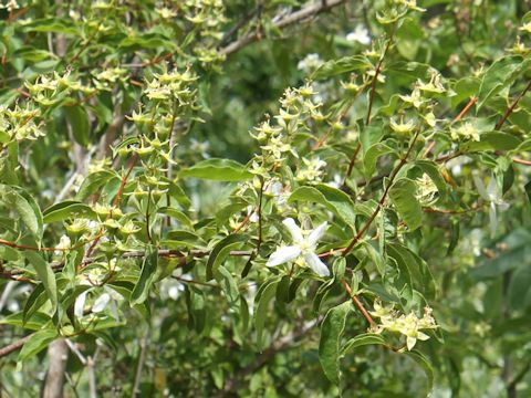 Philadelphus lewisii