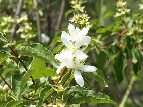 Philadelphus lewisii