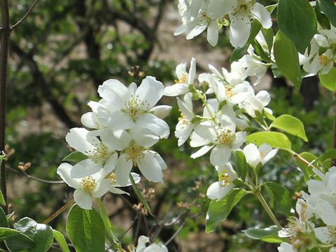 Philadelphus lewisii