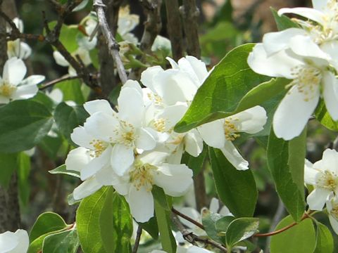 Philadelphus lewisii