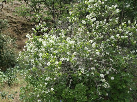 Philadelphus lewisii