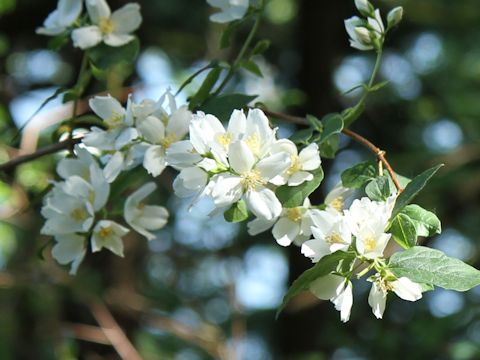 Philadelphus lewisii