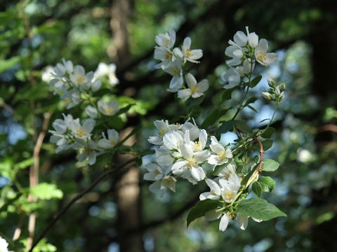 Philadelphus lewisii