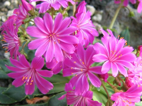 Lewisia cotyledon