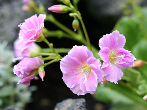 Lewisia cotyledon