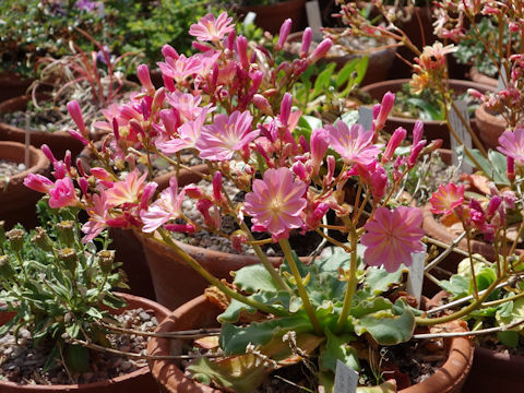 Lewisia cotyledon