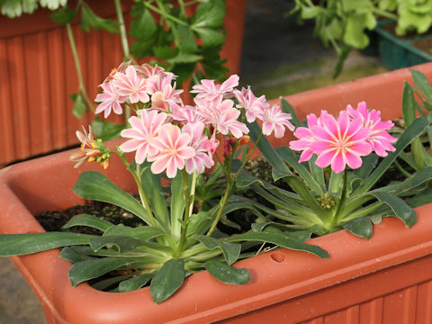 Lewisia cotyledon