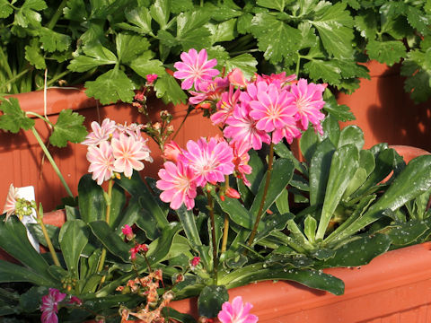 Lewisia cotyledon