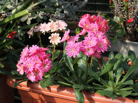 Lewisia cotyledon