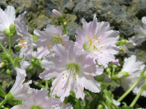 Lewisia sp.