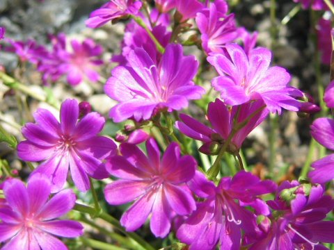 Lewisia cv. Susan