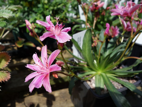 Lewisia sp.