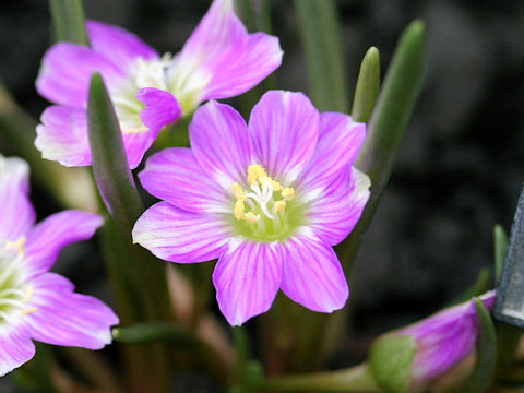 Lewisia pygmaea