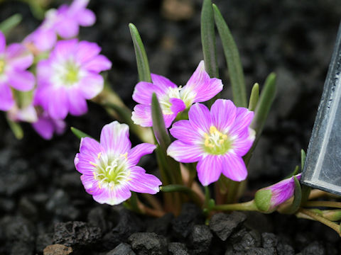 Lewisia pygmaea