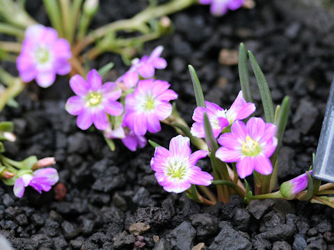 Lewisia pygmaea