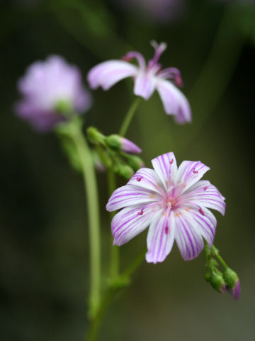 Lewisia columbiana var. rupicola