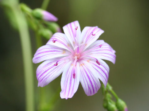 Lewisia columbiana var. rupicola