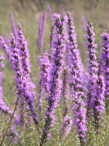 Liatris mucronata