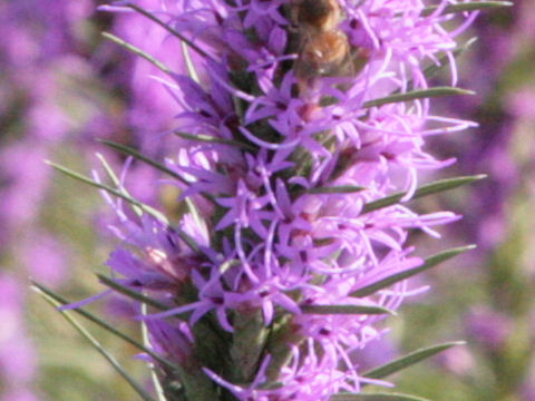 Liatris mucronata