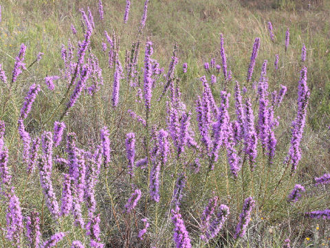 Liatris mucronata