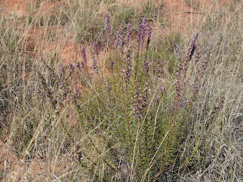 Liatris mucronata