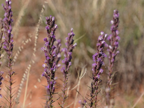 Liatris mucronata