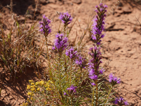 Liatris mucronata