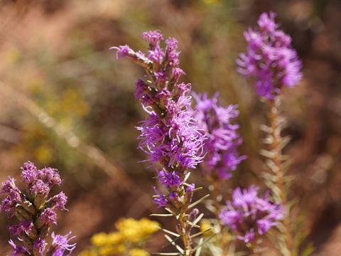 Liatris mucronata