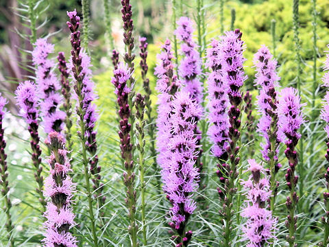 Liatris spicata