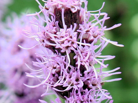 Liatris spicata