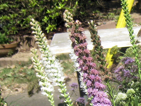 Liatris spicata