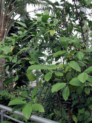 Coffea liberica