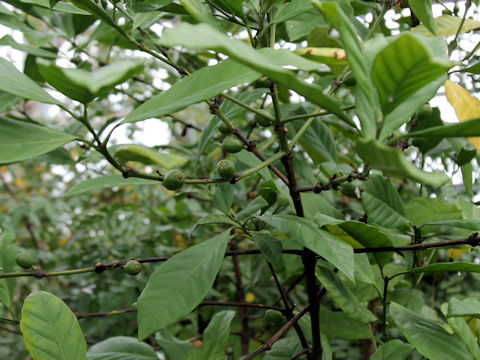 Coffea liberica