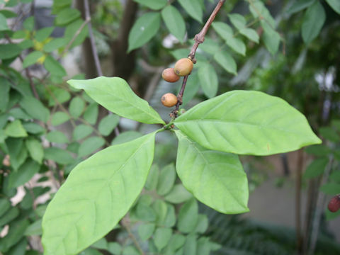 Coffea liberica
