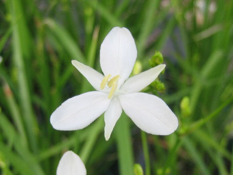 Libertia paniculata