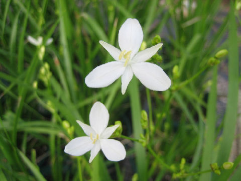 Libertia paniculata