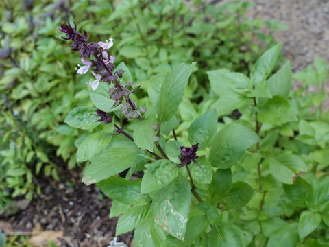 Ocimum basilicum cv. Licorice