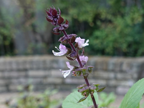 Ocimum basilicum cv. Licorice