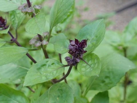 Ocimum basilicum cv. Licorice