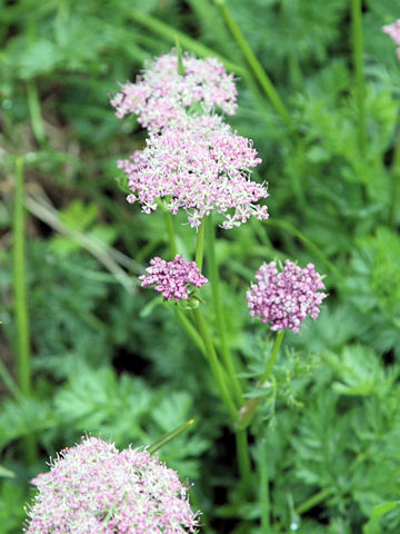 Ligusticum mutellina