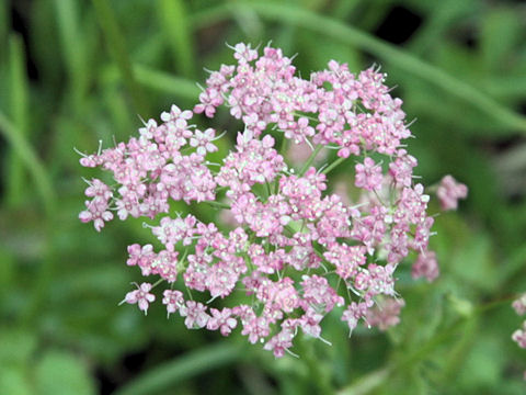 Ligusticum mutellina