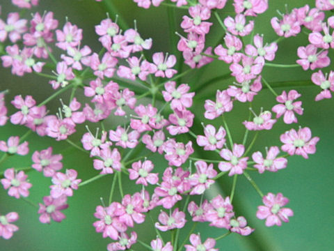 Ligusticum mutellina